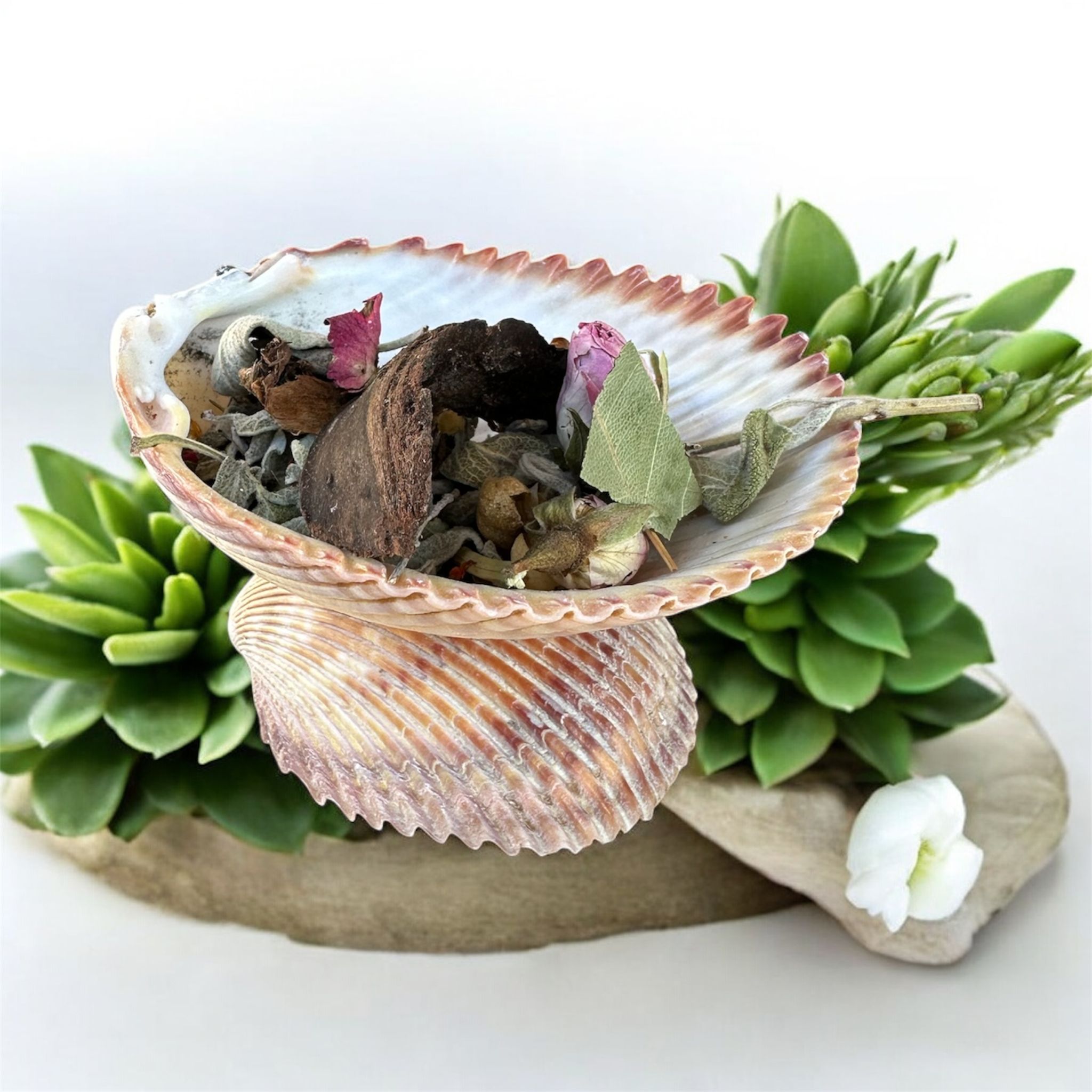 GERÇEK DENİZ KABUĞU SUNUM (TÜTSÜLÜK,MUMLUK,SOSLUK,KÜLLÜK,SUNUMLUK VS) %12 EFT İNDİRİMLİ